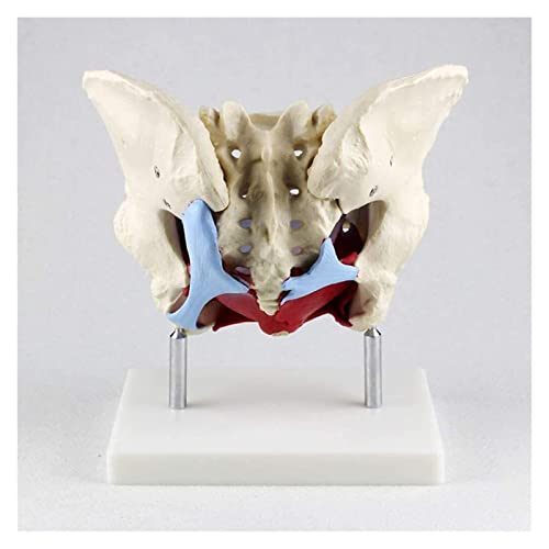 gaoweipeng Modelo Femenino De La Pelvis Parto, Standard Parto Simulador con Los Modelos De La Pelvis del Bebé, para Estudiar La Enseñanza Modelo Médico