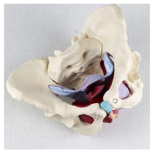 gaoweipeng Modelo Femenino De La Pelvis Parto, Standard Parto Simulador con Los Modelos De La Pelvis del Bebé, para Estudiar La Enseñanza Modelo Médico