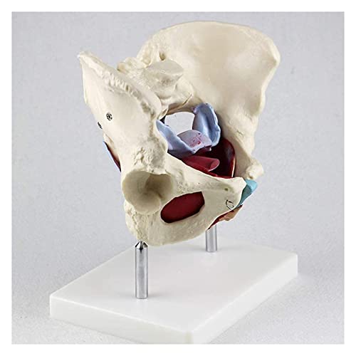 gaoweipeng Modelo Femenino De La Pelvis Parto, Standard Parto Simulador con Los Modelos De La Pelvis del Bebé, para Estudiar La Enseñanza Modelo Médico