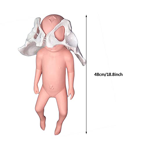 JRZTC Modelo de Parto de la Pelvis Femenina - Modelo de formación de partería - con sínfisis del bebé y del Pubis y la Pelvis, Las articulaciones sacroilíacas Son móviles, para la enseñanza de la