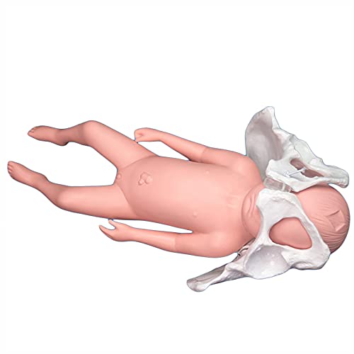 JRZTC Modelo de Parto de la Pelvis Femenina - Modelo de formación de partería - con sínfisis del bebé y del Pubis y la Pelvis, Las articulaciones sacroilíacas Son móviles, para la enseñanza de la