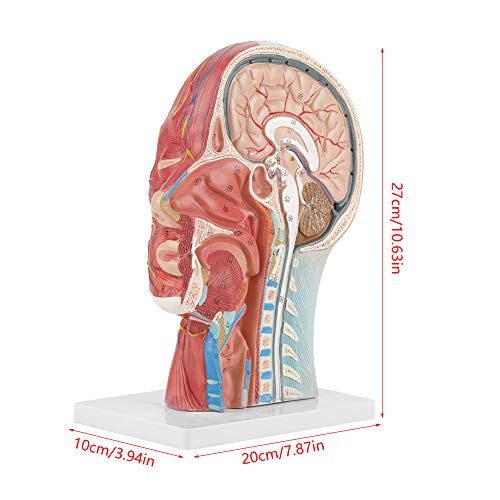 Modelo de cabeza médica, codificado por colores, anatómico, médico, de tamaño natural, cabeza, cerebro, cuello, sección media, modelo de estudio