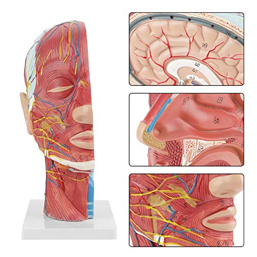 Modelo de cabeza médica, codificado por colores, anatómico, médico, de tamaño natural, cabeza, cerebro, cuello, sección media, modelo de estudio