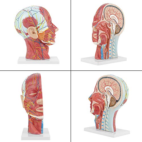 Modelo de cabeza médica, codificado por colores, anatómico, médico, de tamaño natural, cabeza, cerebro, cuello, sección media, modelo de estudio