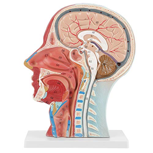 Modelo de cabeza médica, codificado por colores, anatómico, médico, de tamaño natural, cabeza, cerebro, cuello, sección media, modelo de estudio