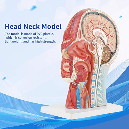 Modelo de cabeza médica Codificado por colores Visión 4D dividida Modelo de cerebro humano Cabeza de tamaño natural Cerebro Cuello Modelo de estudio de sección media