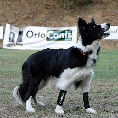 Ortocanis - Muñequera para Perros con artrosis, Lesiones a ligamentos, tendones o Perros Que practican Agility - Talla M