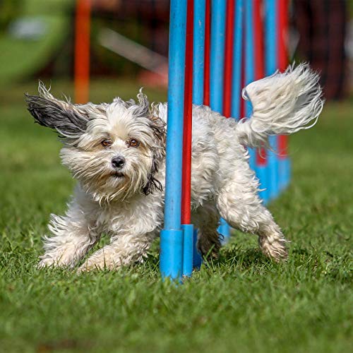 Relaxdays 10023710 Balancín Perro, Dog Agility, Entrenamiento, Mascotas Grandes y Pequeñas, 1 Ud, 54 x 180 x 30 cm, Multicolor, 1 Ud